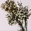 Fleurs séchées Silver Brunia gris naturel | Longueur ± 40 centimètres | Poids ± 50 grammes