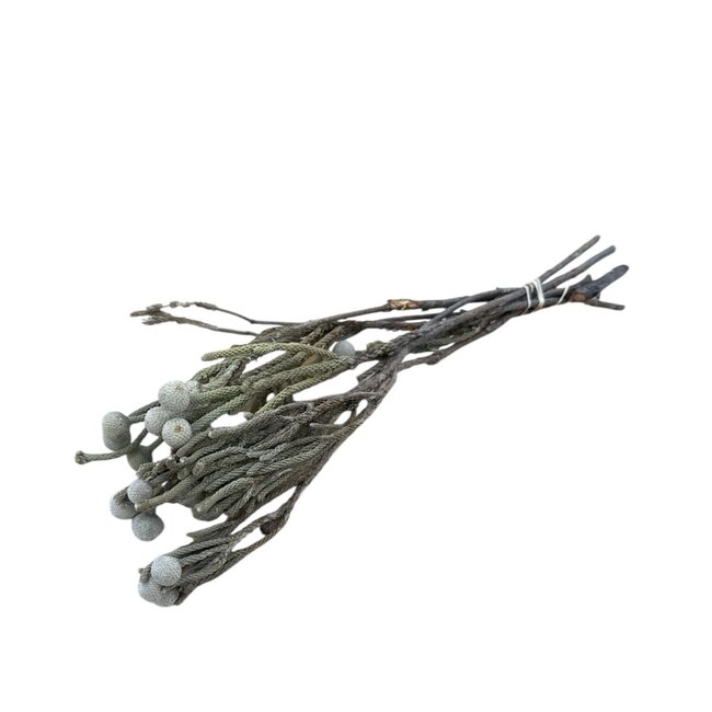 Natürliche graue Silver Brunia Trockenblumen | Länge ± 40 Zentimeter | Gewicht ± 50 Gramm