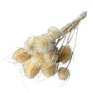 Dutch Dried Wit gebleekte Cardistella Distels droogbloemen | Lengte ± 55 centimeter | Per 10 takken