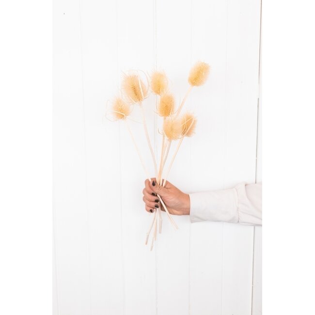 White bleached Cardistella Thistles dried flowers | Length ± 55 centimetres | Per 10 stems