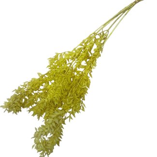 Dolce Vita Gelber Ruscus Trockenblumen | Länge ± 65 Zentimeter | Pro 5 Zweige