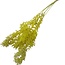 Ruscus jaune fleurs séchées | Longueur ± 65 centimètres | Par 5 branches
