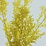 Yellow Ruscus dried flowers | Length ± 65 centimetres | Per 5 stems