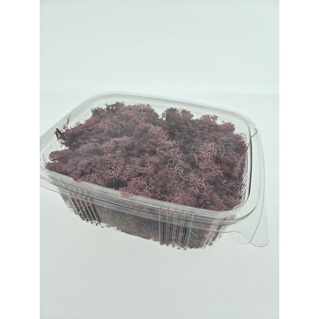 Rosa konserviertes Rentiermoos aus Island | Verpackt pro 150 Gramm