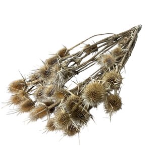 Dutch Dried Natürliche Dipsacus-Disteln Trockenblumen | Länge ± 60 Zentimeter | Pro 10 Stiele