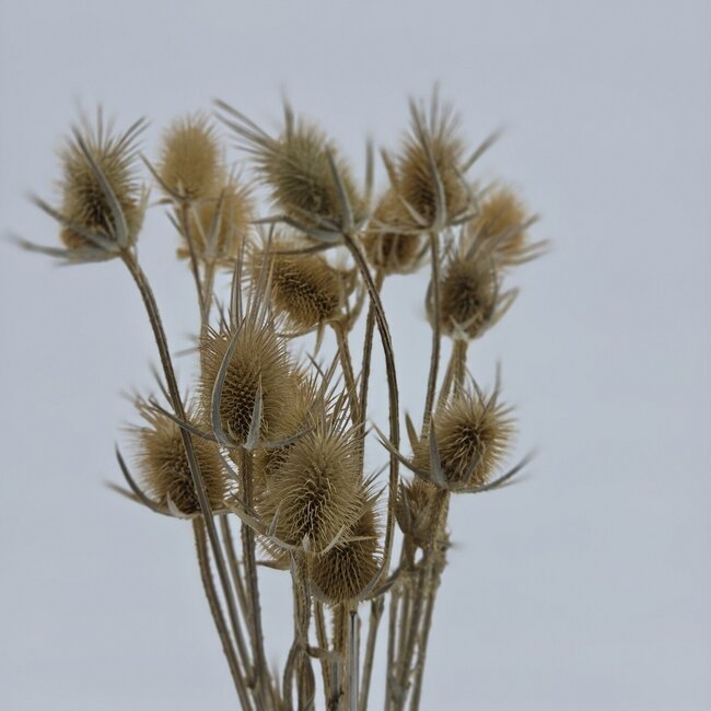 Naturbelassene Dipsacus-Disteln Trockenblumen | Länge ± 60 Zentimeter | Pro 10 Stiele