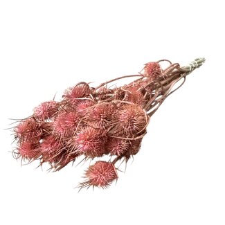 Dutch Dried Cardistella rose chardons fleurs séchées | Longueur ± 60 centimètres | Par 10 tiges