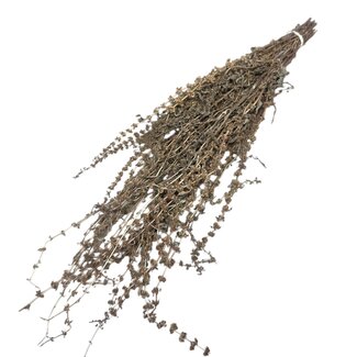 Dutch Dried Palak Stick séchées naturelles | Longueur ± 70 centimètres | Poids ± 100 grammes