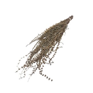 Dutch Dried Naturel bruine Palak Stick droogbloemen | Lengte ± 70 centimeter | Gewicht ± 100 gram