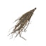 Natural brown Palak Stick dried flowers | Length ± 70 centimetres | Weight ± 100 grams