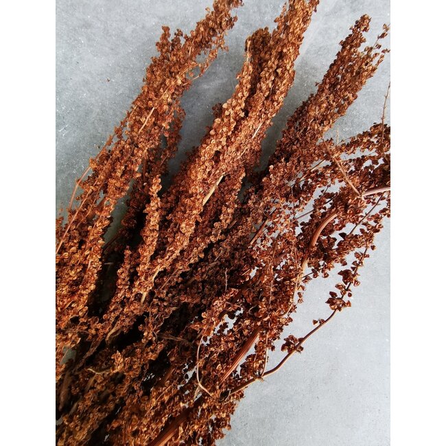 Naturel bruine Palak Stick droogbloemen | Lengte ± 70 centimeter | Gewicht ± 100 gram
