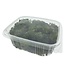 Green preserved Reindeer Moss from Iceland | Packed per 150 grams