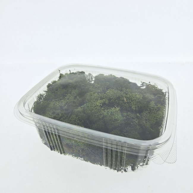 Green preserved Reindeer Moss from Iceland | Packed per 150 grams