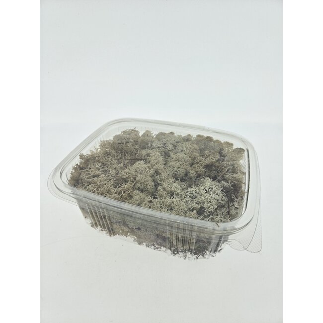 Naturally preserved Reindeer Moss from Iceland | Packaged per 150 grams