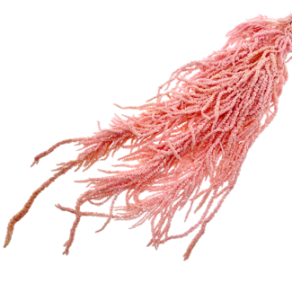 Casa Alegria Lichtroze Gebleekte Amaranthus Caudatus - Hangamaranth | Gepreserveerde bloemen | Lengte ± 65 centimeter | Gewicht ± 180 gram