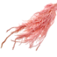 Light Pink Bleached Amaranthus Caudatus - Hanging Amaranth | Preserved Flowers | Length ± 65 centimetres | Weight ± 180 grams
