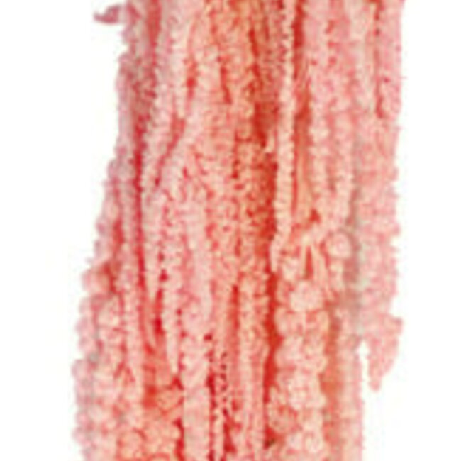 Amaranthus Caudatus Rose Clair Blanchi - Amarante Pendante | Fleurs Préservées | Longueur ± 65 centimètres | Poids ± 180 grammes