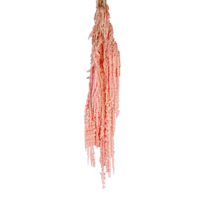 Lichtroze Gebleekte Amaranthus Caudatus - Hangamaranth | Gepreserveerde bloemen | Lengte ± 65 centimeter | Gewicht ± 180 gram