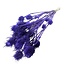Paarse Cardistella Distels droogbloemen | Lengte ± 60 centimeter | Per 10 takken