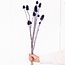 Paarse Cardistella Distels droogbloemen | Lengte ± 60 centimeter | Per 10 takken