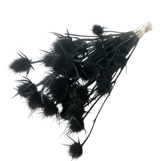 Dutch Dried Schwarze Cardistella Disteln Trockenblumen | Länge ± 60 Zentimeter | Pro 10 Zweige