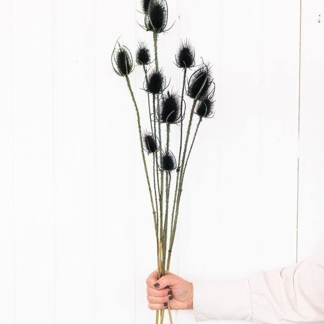 Zwarte Cardistella Distels droogbloemen | Lengte ± 60 centimeter | Per 10 takken
