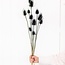 Black Cardistella Thistles dried flowers | Length ± 60 centimetres | Per 10 stems