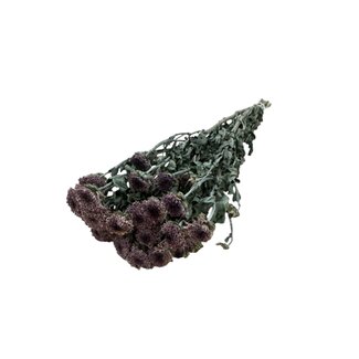 Dutch Dried Natural purple Chrysanthemums PomPom dried flowers | Length ± 60 centimetres | Weight ± 100 grams