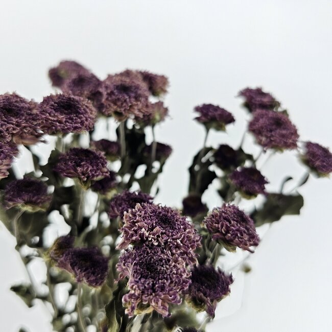 Natürliche lila Chrysanthemen PomPom Trockenblumen | Länge ± 60 Zentimeter | Gewicht ± 100 Gramm