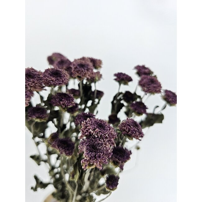 Naturel paarse Chrysanten PomPom droogbloemen | Lengte ± 60 centimeter | Gewicht ± 100 gram
