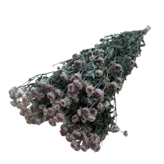 Dutch Dried Natural light purple Chrysanthemums Minima dried flowers | Length ± 60 centimetres | Weight ± 80 grams
