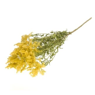 Dutch Dried Natural yellow Solidago Flower dried flowers | Length ± 60 centimetres | Weight ± 100 grams