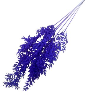 Dolce Vita Paarse Ruscus droogbloemen | Lengte ± 65 centimeter | Per 5 takken