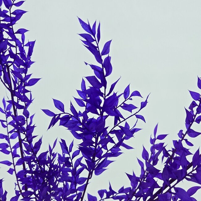 Ruscus violet fleurs séchées | Longueur ± 65 centimètres | Poids ± 100 grammes