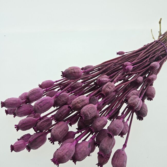 Fuchsia violettes Papaver Somniferum fleurs séchées | Longueur ± 65 centimètres | Poids ± 200 grammes