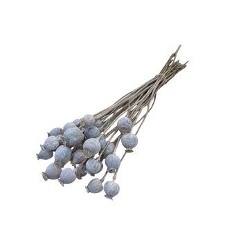 Dutch Dried White Misty Papaver Somniferum droogbloemen | Lengte ± 65 centimeter | Gewicht ± 200 gram
