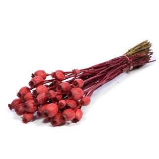Dutch Dried Rode Papaver Somniferum droogbloemen | Lengte ± 65 centimeter | Gewicht ± 200 gram