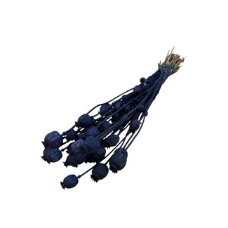 Dutch Dried Donkerblauwe Papaver Somniferum droogbloemen | Lengte ± 65 centimeter | Gewicht ± 200 gram