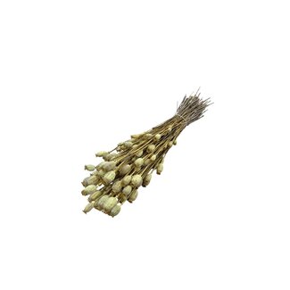 Dutch Dried Yellow Papaver Somniferum dried flowers | Length ± 65 centimetres | Weight ± 200 grams