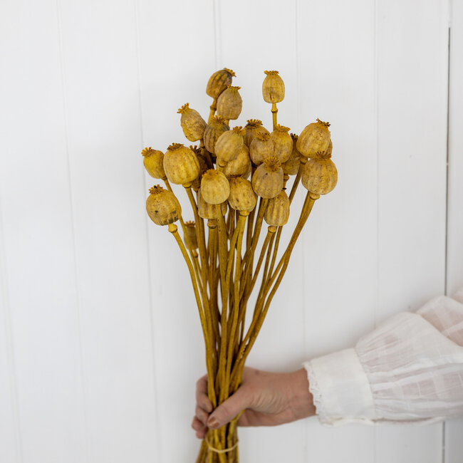 Yellow Papaver Somniferum dried flowers | Length ± 65 centimetres | Weight ± 200 grams
