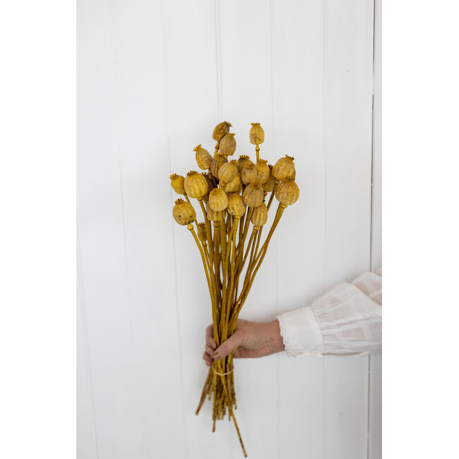 Gele Papaver Somniferum droogbloemen | Lengte ± 65 centimeter | Gewicht ± 200 gram