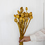 Yellow Papaver Somniferum dried flowers | Length ± 65 centimetres | Weight ± 200 grams