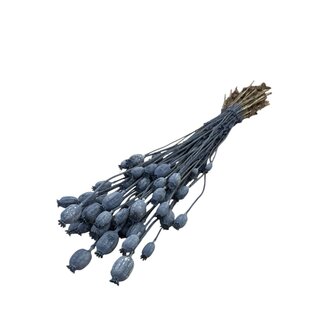 Dutch Dried Grey Misty Papaver Somniferum dried flowers | Length ± 65 centimetres | Weight ± 200 grams