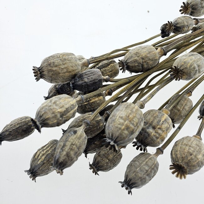 Grey Misty Papaver Somniferum droogbloemen | Lengte ± 65 centimeter | Gewicht ± 200 gram