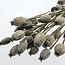 Papaver somniferum séché Gris Brumeux | Longueur ± 65 centimètres | Poids ± 200 grammes