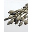 Grey Misty Papaver Somniferum droogbloemen | Lengte ± 65 centimeter | Gewicht ± 200 gram