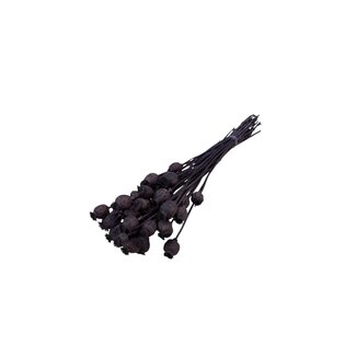 Dutch Dried Brown Papaver Somniferum dried flowers | Length ± 65 centimetres | Weight ± 200 grams