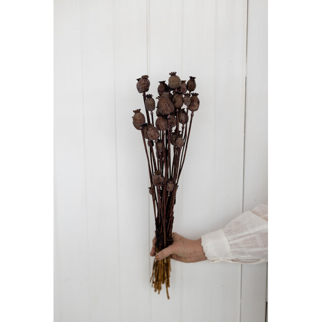 Bruine Papaver Somniferum droogbloemen | Lengte ± 65 centimeter | Gewicht ± 200 gram