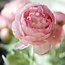 Roze Ranonkels | Ranunculus of Boterbloemen kunstbloemen | Lengte ± 50 centimeter | Met 3 bloemen per tak