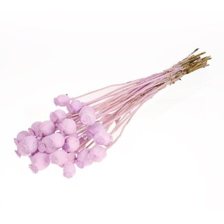 Dutch Dried Lilac Misty Papaver Somniferum dried flowers | Length ± 65 centimetres | Weight ± 200 grams
